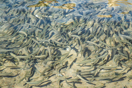 小鱼漂浮在水中