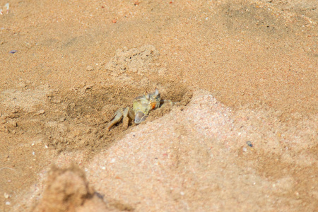 沙蟹在沙坑里