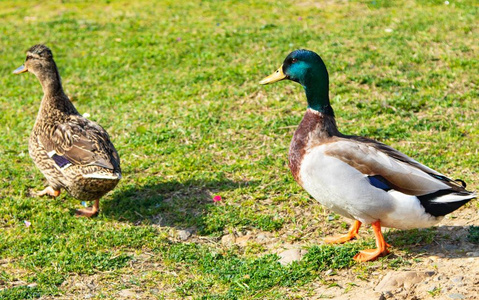 在绿色的草地上野鸭在绿色的草地上鸭子坐在草地上鹅白鹅鸭鹅三只在草