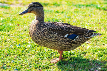鸭在草地上图片