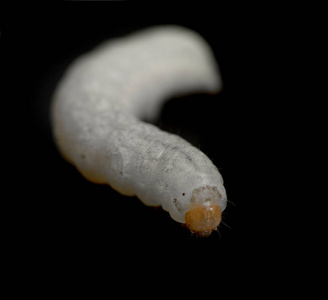 白菜白毛虫黑色背景的蚕白毛虫照片