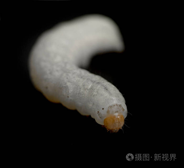 黑色背景的蚕白毛虫照片 正版商用图片14iu3e 摄图新视界
