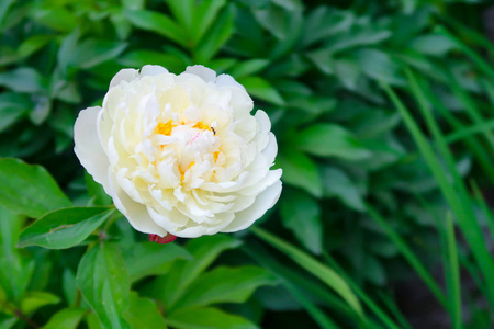 白树状牡丹图片