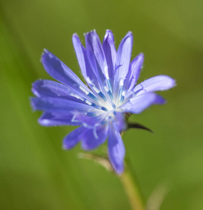 蓝色菊苣花特写