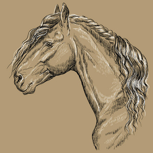 弗里斯安马肖像。 马头与长鬃毛的轮廓，黑色和白色隔离在米色背景上。 矢量手绘图