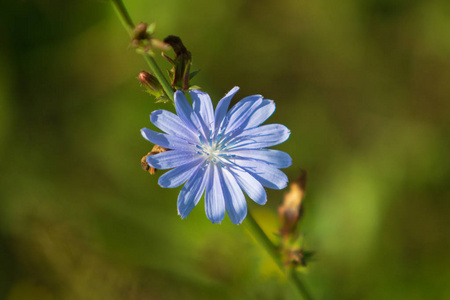 蓝色花朵菊苣的自然