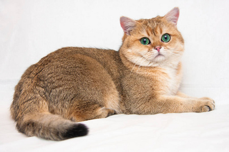 一只金色的英国大猫,有着巨大的绿色眼睛和毛茸茸的尾巴,躺在一个浅色