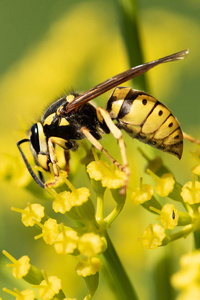 黄色黄蜂在黄花上