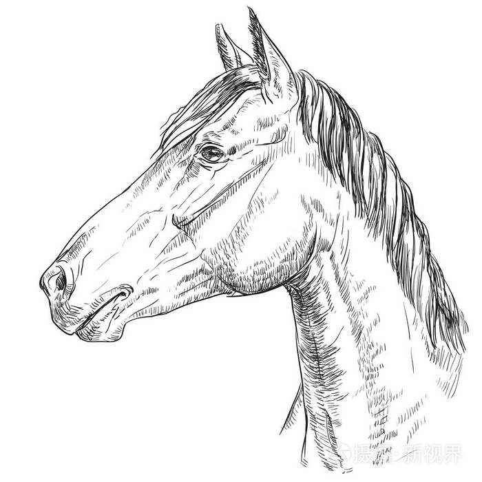 马头的简笔画简单图片