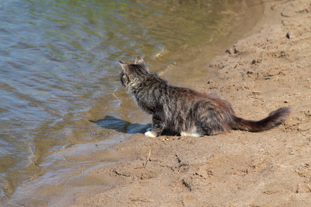 海滩上的野灰猫