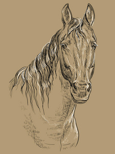 马的肖像。 马头与长鬃毛的黑色和白色隔离在米色背景上。 矢量手绘图