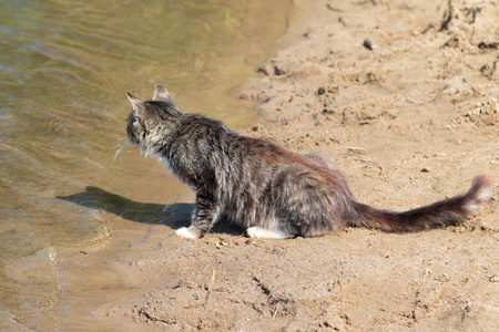 海滩上的野灰猫