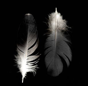 两根鸟羽毛被隔离了木制的背景上的两根羽毛禅宗风格的黑色动物头骨与