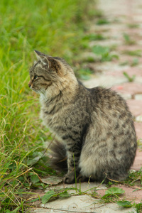 可爱的猫户外自然