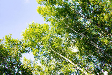 白桦林夏季自然景观