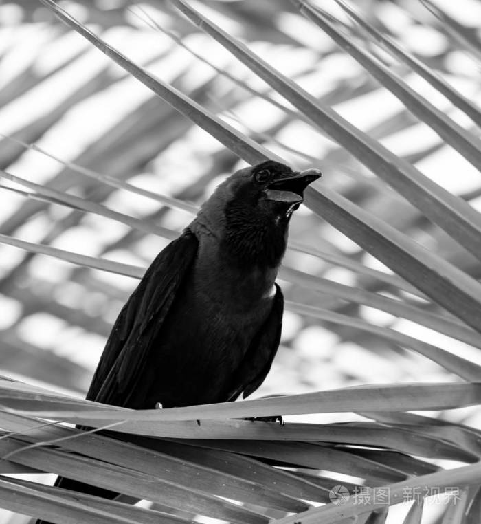 乌鸦在树上黑白照片