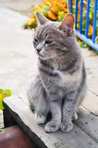 可爱的猫户外自然