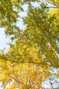 树的叶子从下面看到天空，秋天的风景