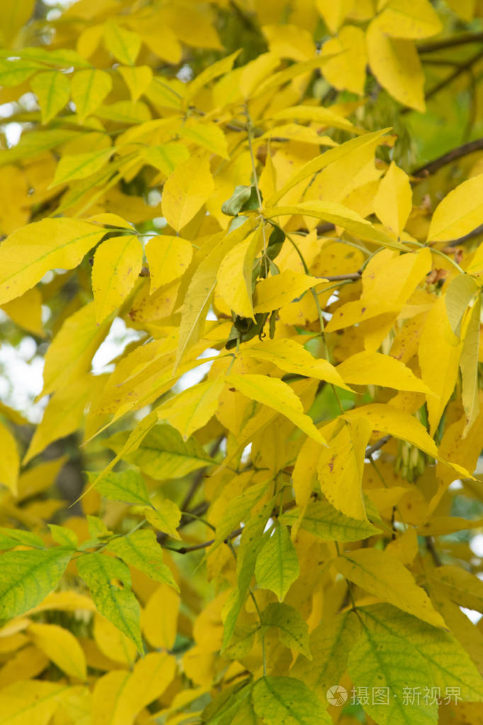 秋季森林落叶乔木景观照片-正版商用图片14ixok-摄图新视界