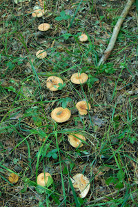 树林里的蘑菇就在附近图片
