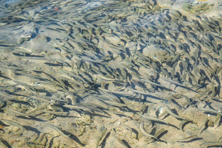 小鱼漂浮在水中