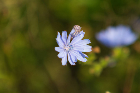 蓝色花朵菊苣的自然