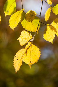 秋黄绿叶近景图片