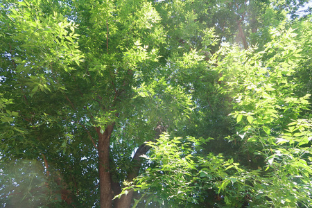 绿树映衬着从下往上的蓝天景色