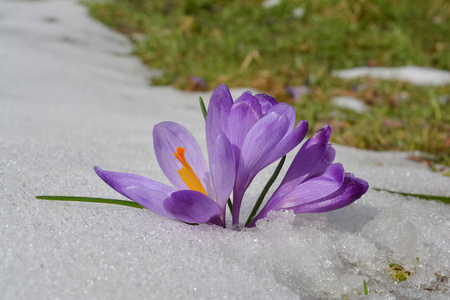 野泉藏红花在融化的雪和绿色的草地上生长，背景是早春，阳光明媚的日子，在戈克山塞尔维亚