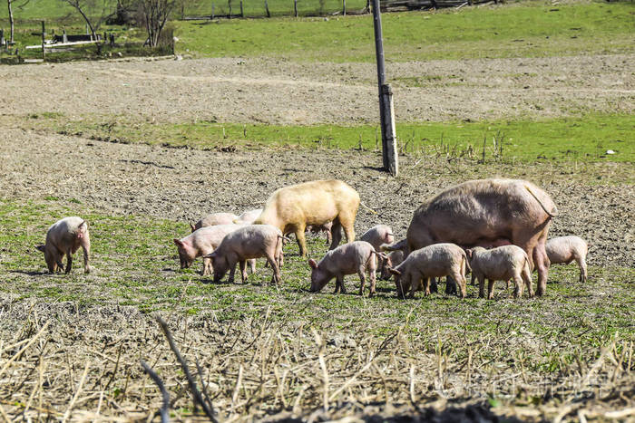 猪妈妈和她的小猪一起在草地上吃农场农业