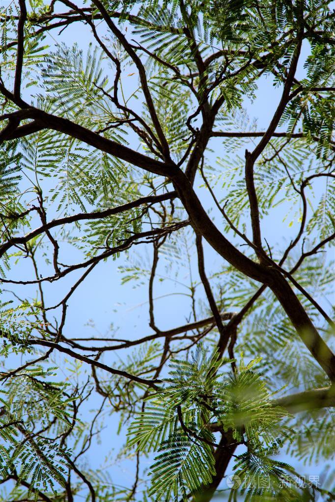 相思树对天空