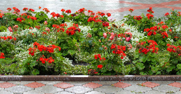 花坛上的红花照片