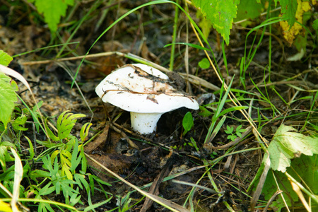 森林自然景观中的蘑菇