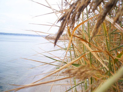 在秋日的灰色天空中,河岸上有黄色的干芦苇照片