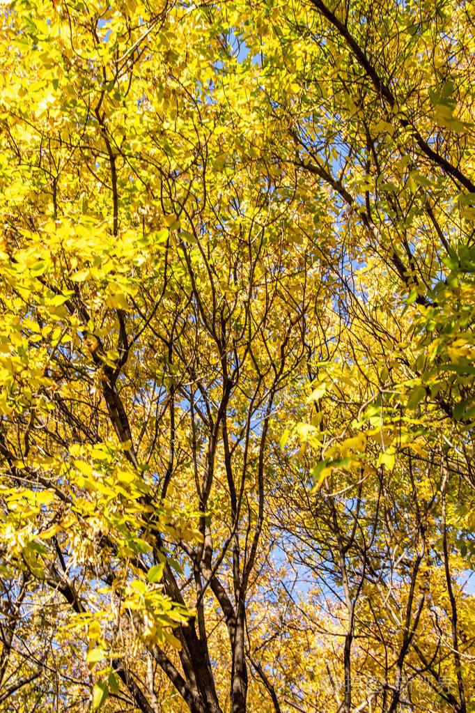 树的叶子从下面看到天空秋天的风景
