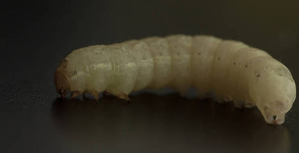 白菜白毛虫图片