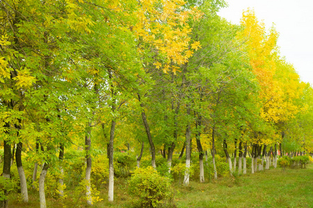 秋季森林落叶乔木景观图片