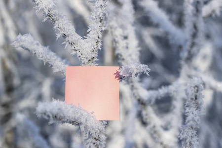 白雪覆盖的树枝间的一张纸