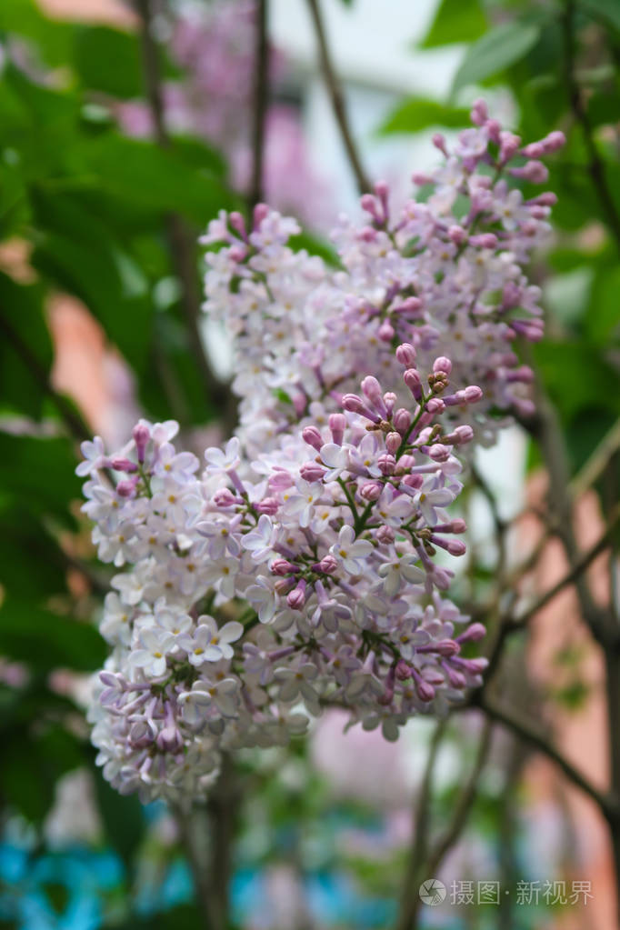 树上鲜艳的丁香花