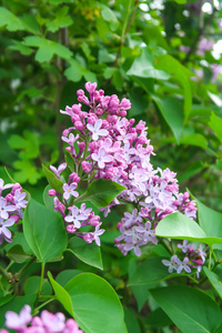 树上鲜艳的丁香花