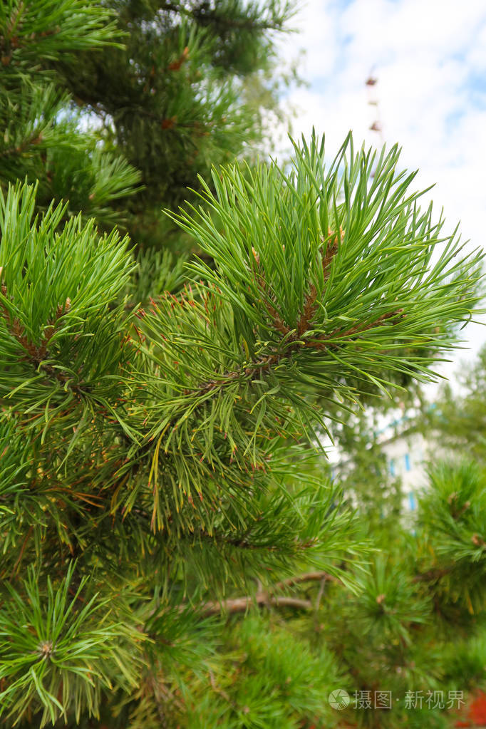 一棵树云杉的大绿针