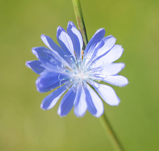 蓝色菊苣花特写图片