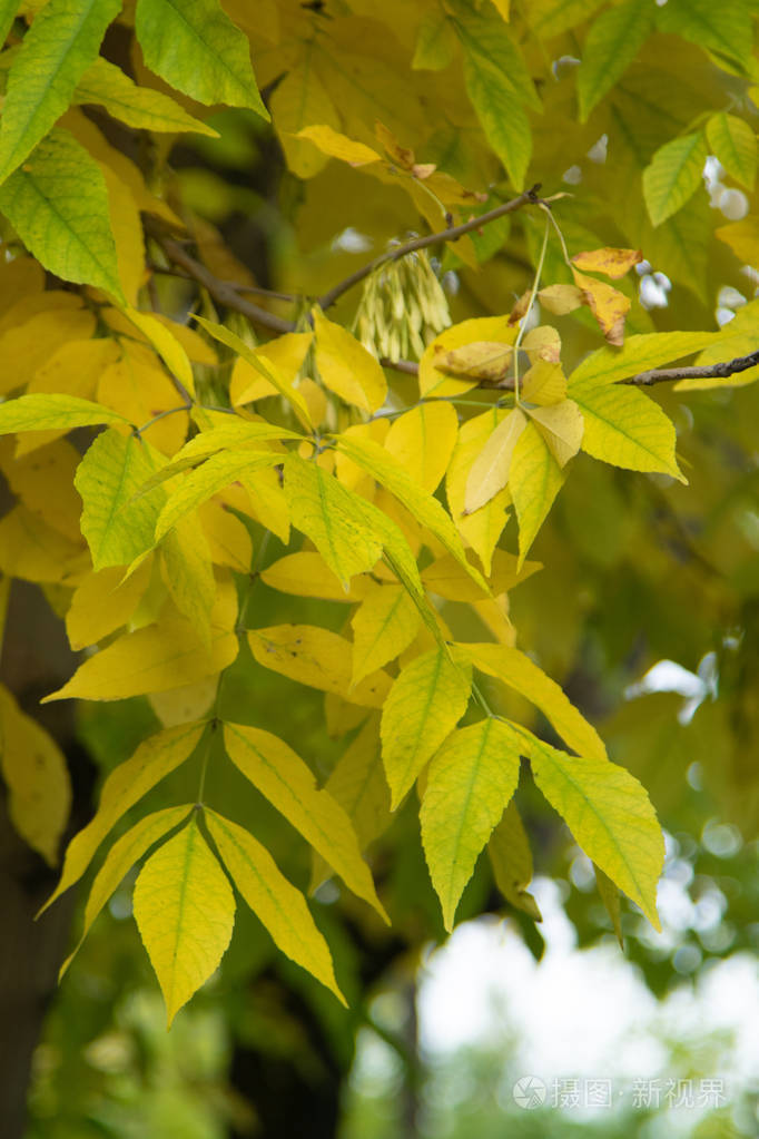 秋季森林落叶乔木景观照片-正版商用图片14j33d-摄图新视界