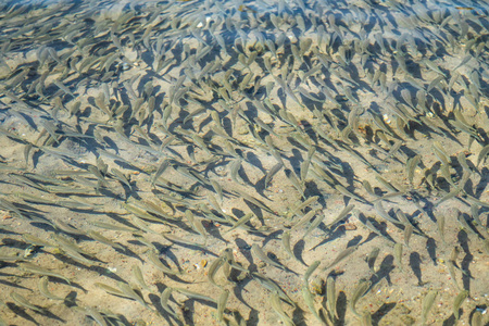 小鱼漂浮在水中