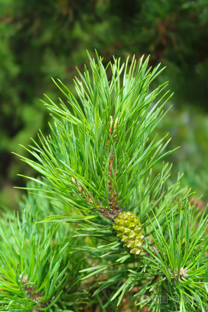 一棵树云杉的大绿针