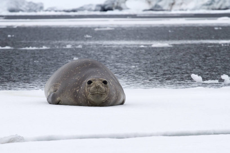位于南极半岛附近海峡两岸漂浮的冰面上的雌性南象海豹