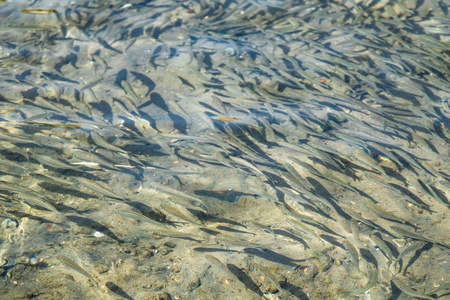 小鱼漂浮在水中图片