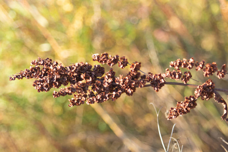 野生山梨性质的干种子照片