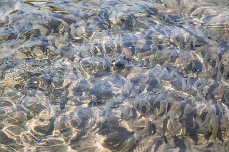 小鱼漂浮在水中