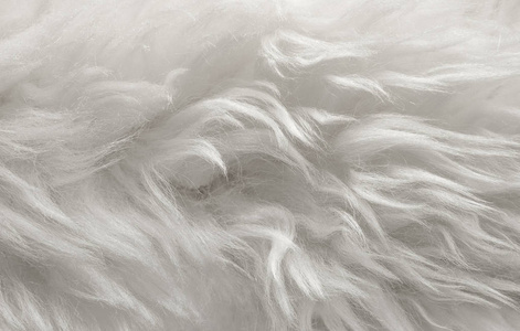 白色动物毛质地背景米色天然羊毛紧密质地毛绒绒毛照片